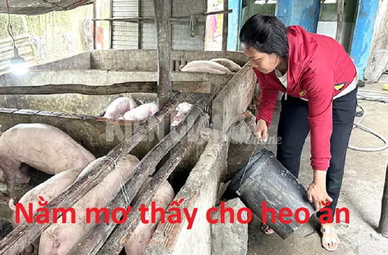 Giải mã điềm báo nằm mơ thấy heo 