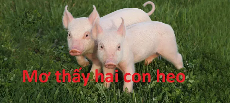 Giấc mơ của hai chú heo 