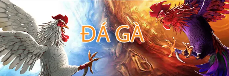 Đá gà 8Kbet