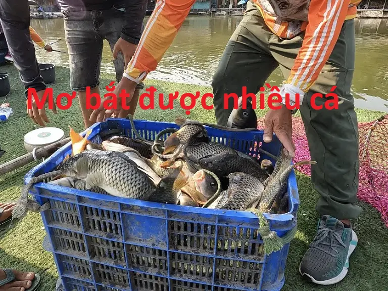 Nằm mơ thấy bắt cá có ý nghĩa gì? 