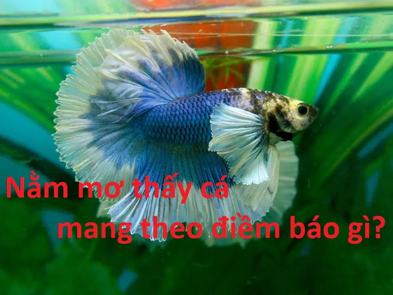 Nằm mơ thấy cá mang theo những điềm báo nào? Con số gì sẽ mang đến may mắn