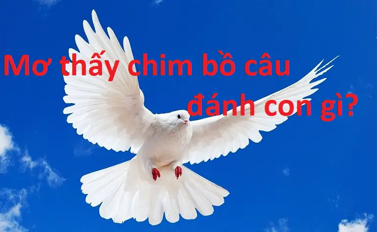 Nếu bạn mơ thấy chim bồ câu thì nên đặt cược vào con số nào? 