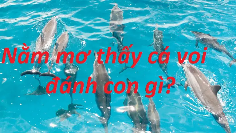 Bạn nên đặt cược vào con số nào nếu nằm mơ thấy cá voi?