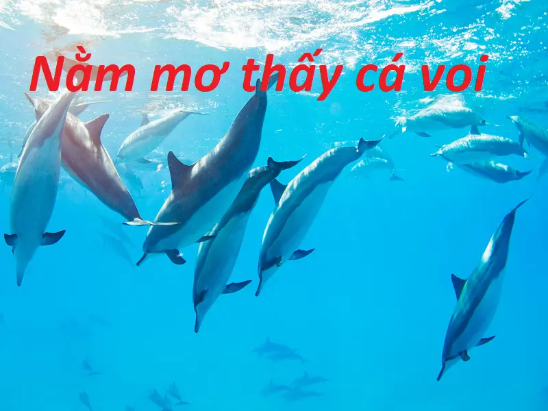 Nằm mơ thấy cá voi - Những điềm báo kèm theo giấc mơ và con số may mắn cho bạn