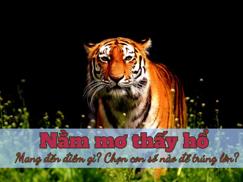 nằm mơ thấy hổ