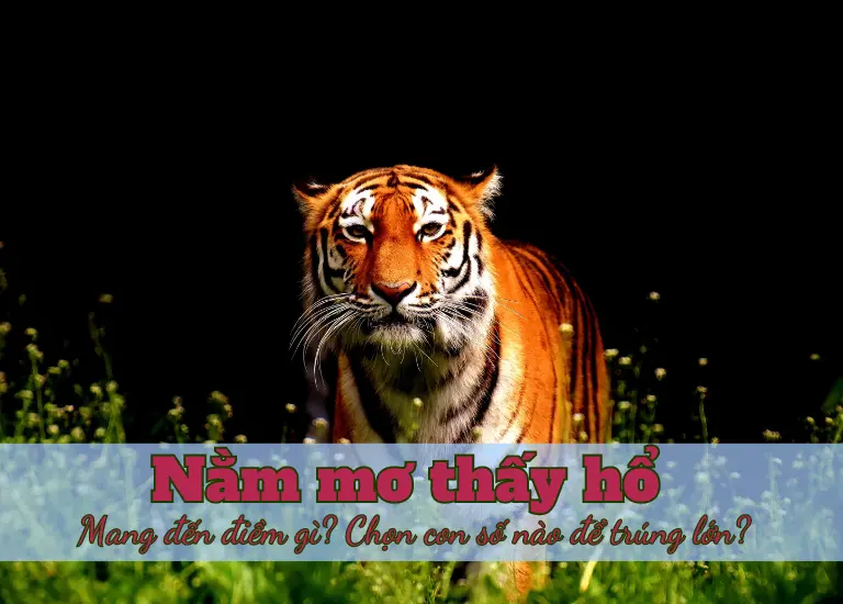Nằm mơ thấy hổ và những điềm báo bí ẩn không thể bỏ qua