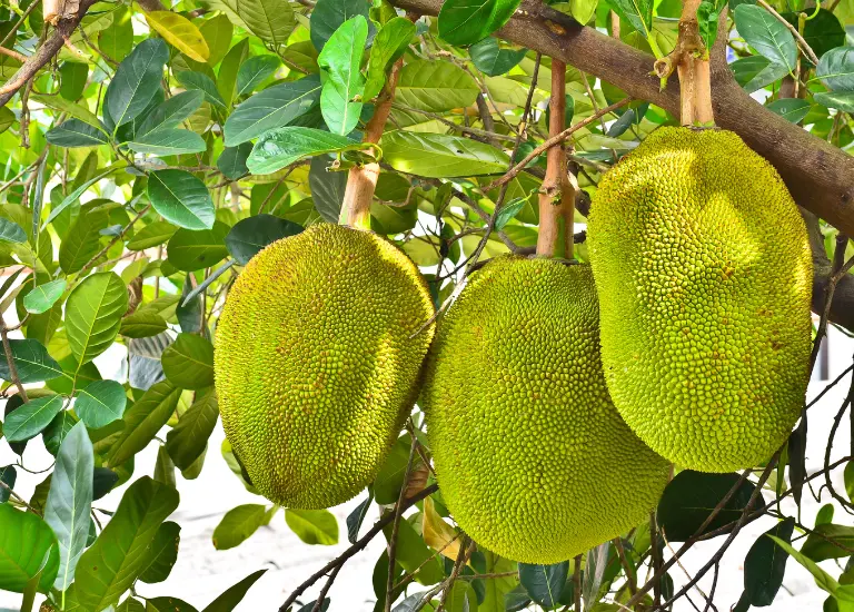 Nằm mơ thấy quả mít nhưng lại khô héo có nhiều gai nhọn
