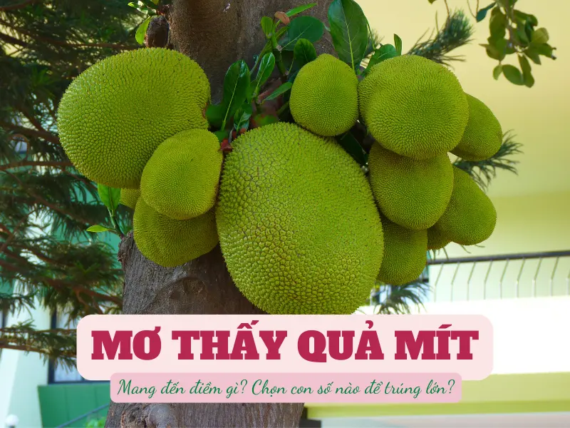 mơ thấy quả mít