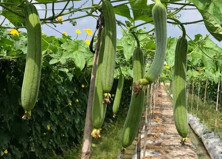 Mơ Thấy Quả Mướp Khi Bạn Là Nam