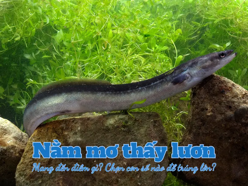 mơ thấy lươn