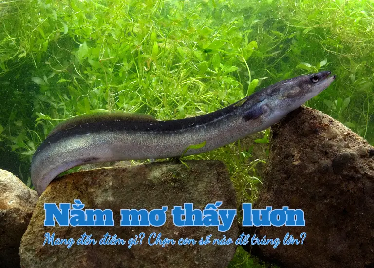 Mơ thấy lươn cùng những điềm báo cát tường hay xui rủi, con số tài lộc nào liên quan