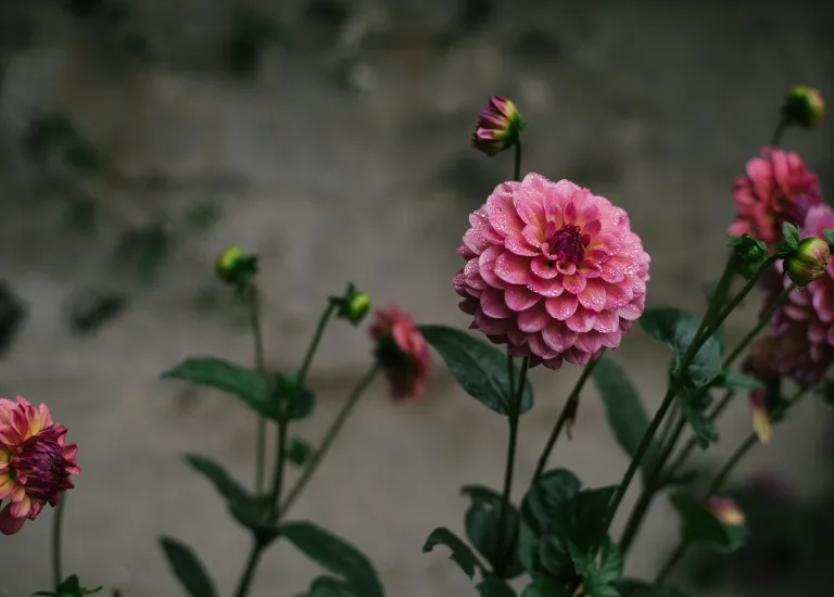 Ngủ mơ thấy hoa hồng vàng