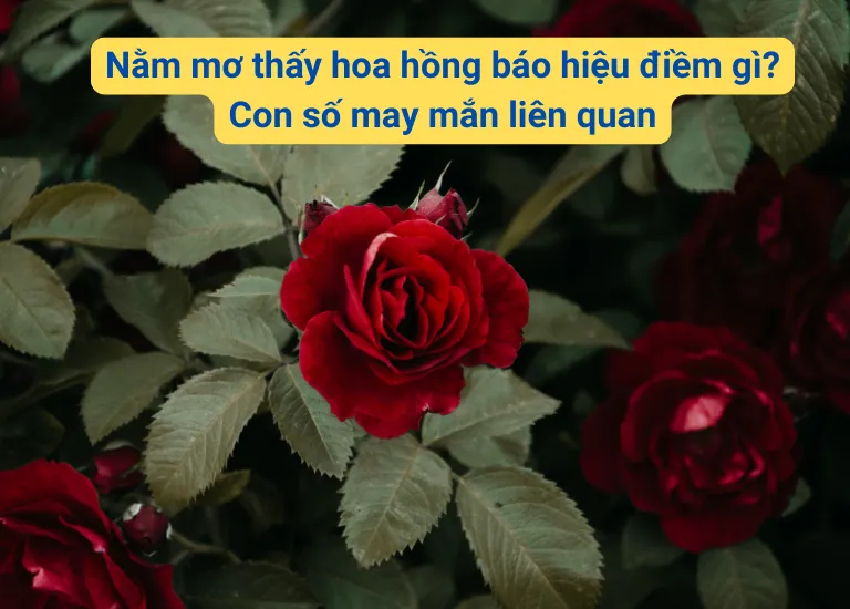 Nằm mơ thấy hoa hồng báo hiệu điềm gì? Con số may mắn liên quan